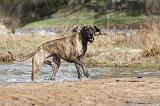 DOGUE ALLEMAND 216